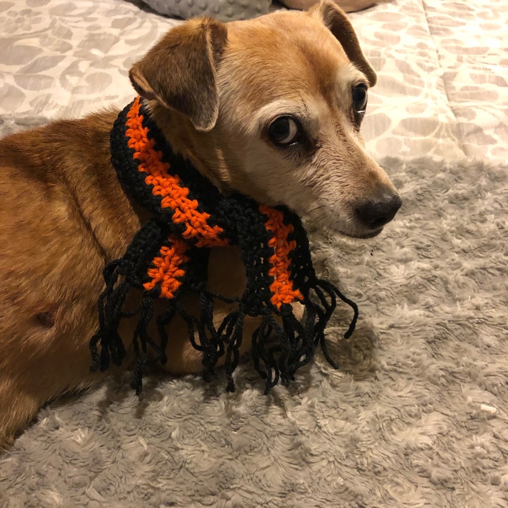Halloween Dog or Cat Scarf Size S-M